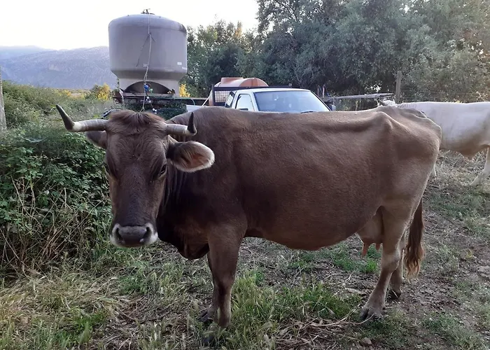 Agriturismo Codula Fuili